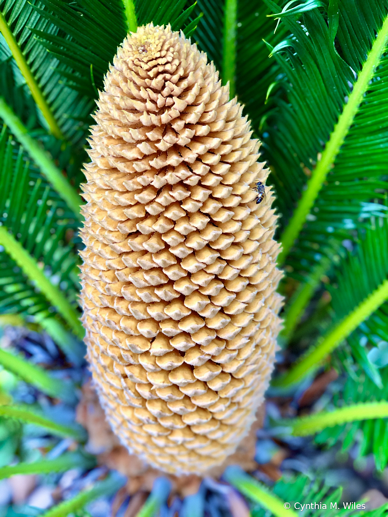 Palm Cone
