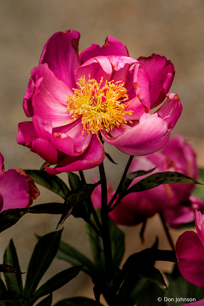 Wonderful Pink Peony 5-24-20 027