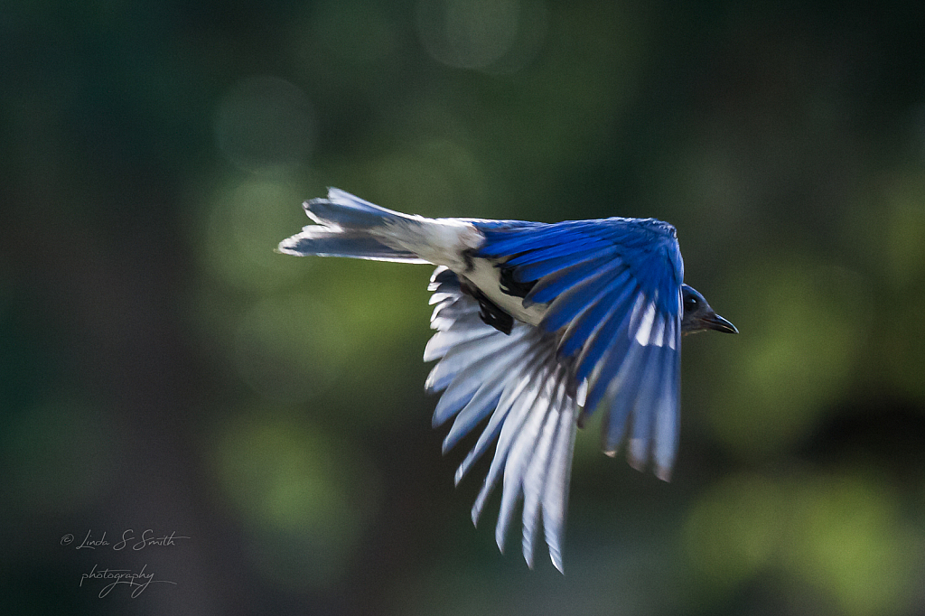 spreading his wings ...