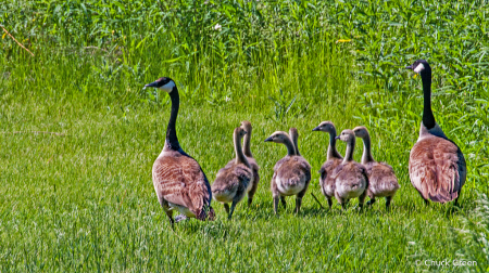 Honker Family