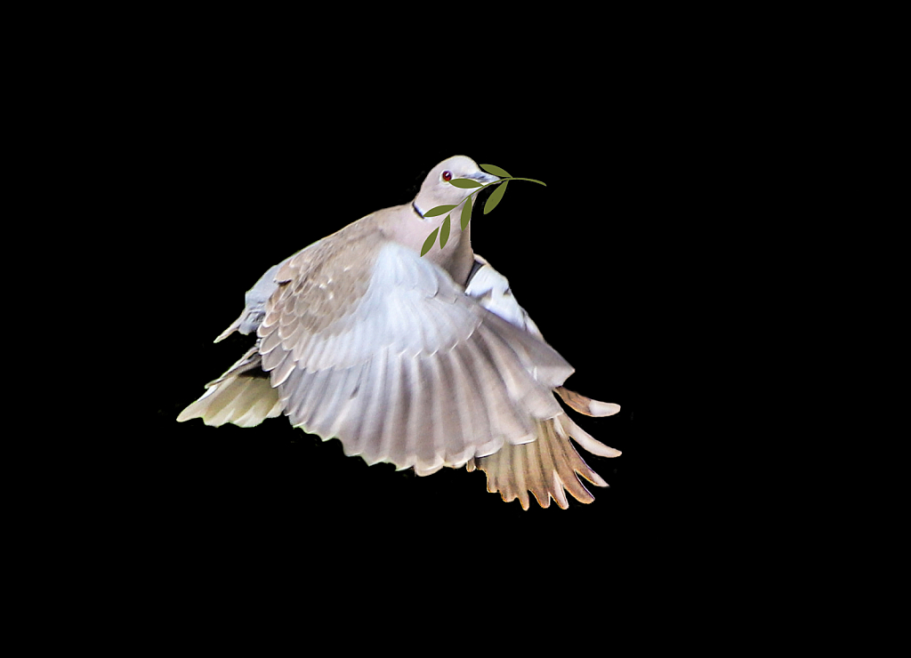 Ring-neck Dove with Olive branch!