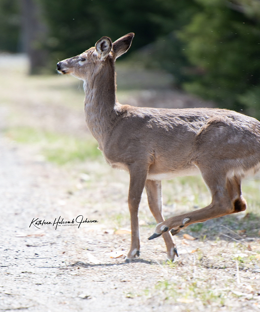 Deer About To Cross The Road! 2