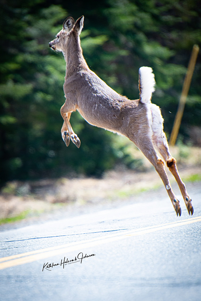 Deer Now Jumping Across The Road 1