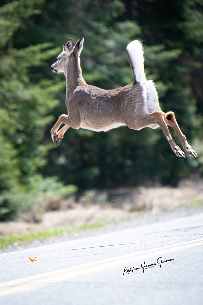 Deer Now Jumping A Cross The Road! 2