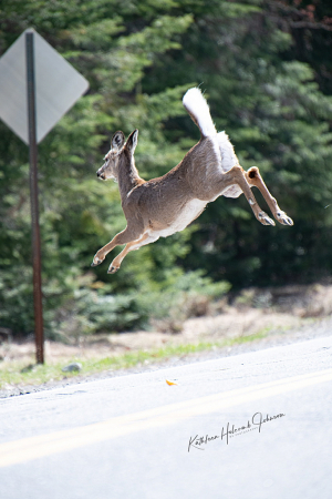 Deer Now Jumping Across The Road! 3