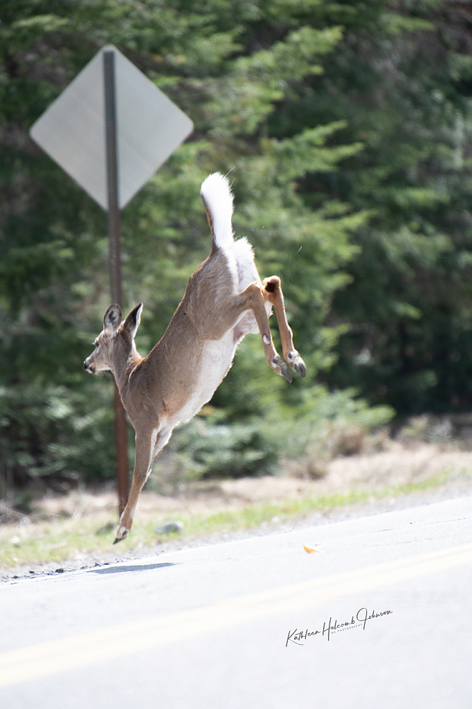 Deer Jumping Across The Road! 4