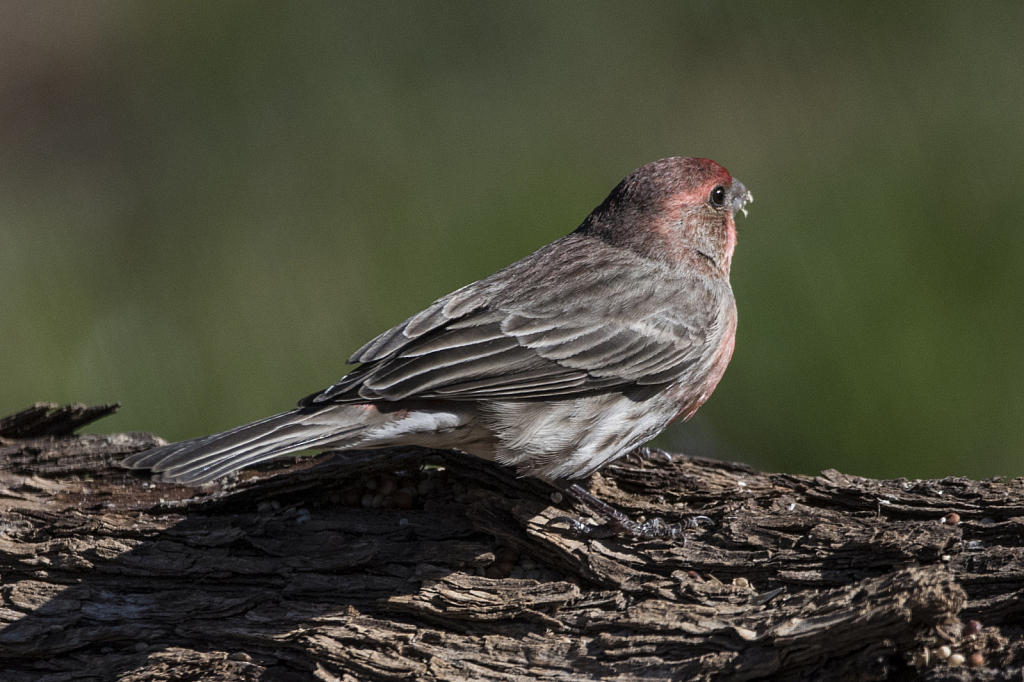 House Finch Male