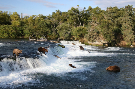 Brooks Falls