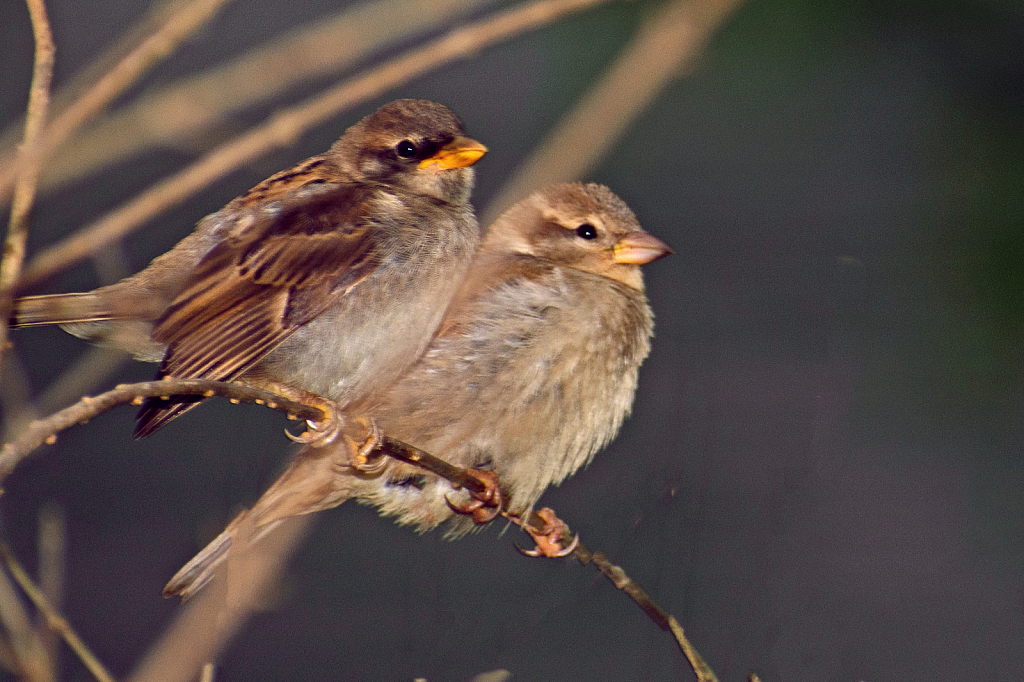 A Pair of House Sparrows