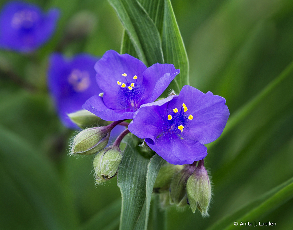 Spiderwort 