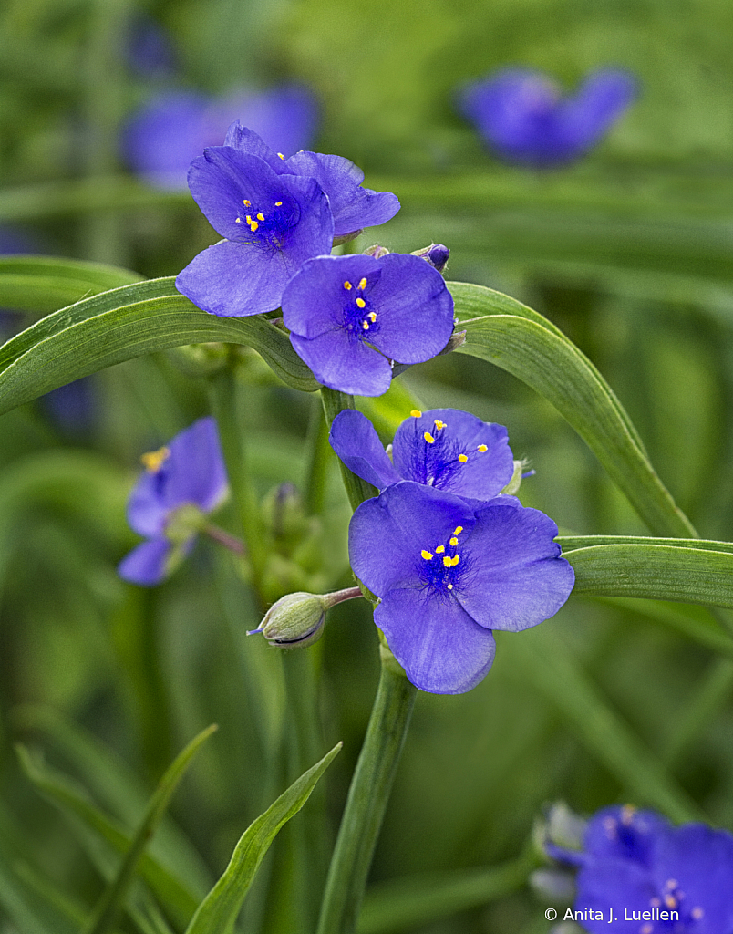 Spiderwort Blooms