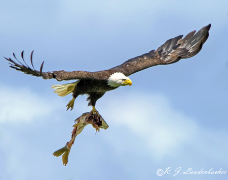 Don't Fall Prey