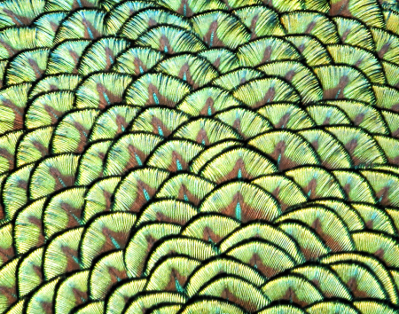 Peacock Patterns  