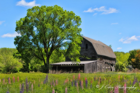 Old Barn and Lupines