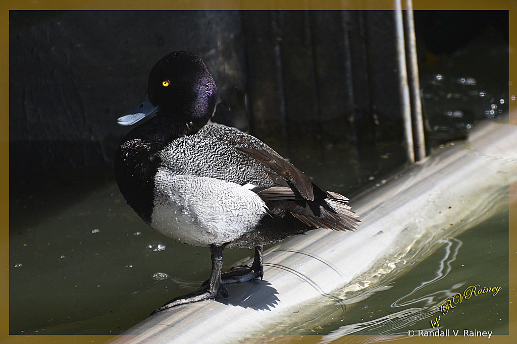 Lesser Scaup Duck