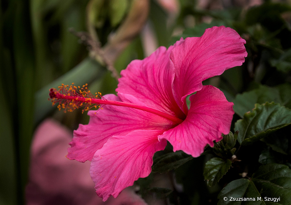 Hibiskus