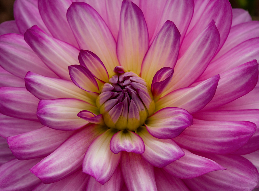 Dahlia 