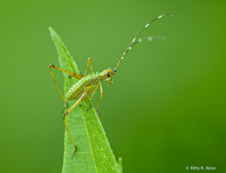 The Nymph Katydid with Curvature of the Spine
