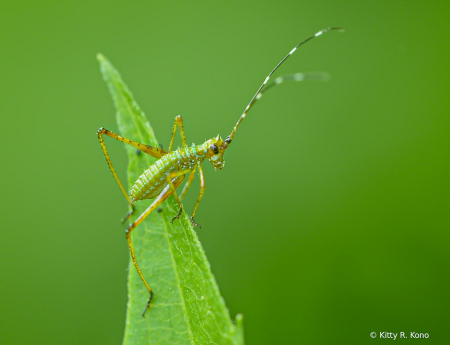 The Nymph Katydid with Curvature of the Spine