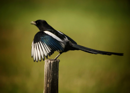 ~ Showoff ~