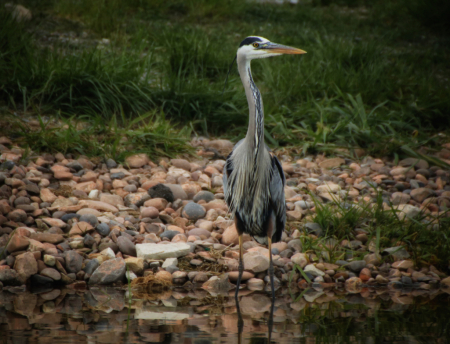 ~ Great Blue Heron ~