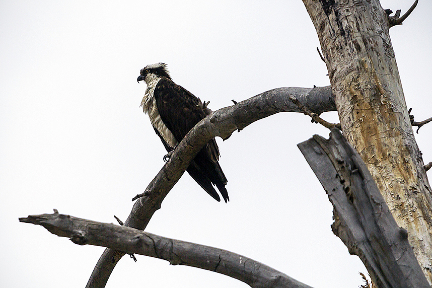 Spring Osprey