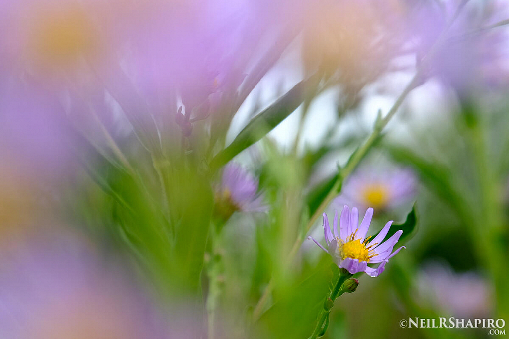 Bathed in Lavender