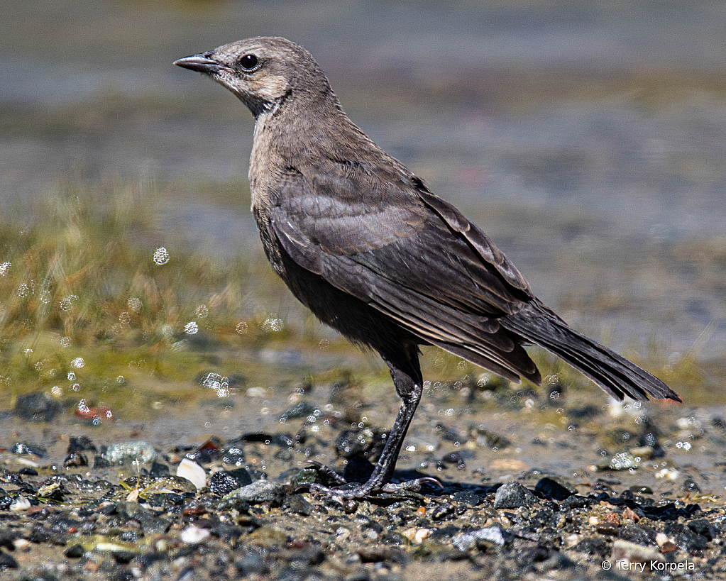 Brewer's Blackbird