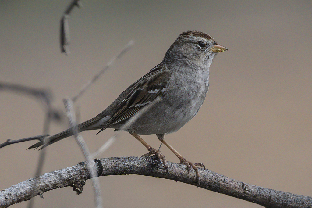 Sparrow - ID: 15822370 © William S. Briggs