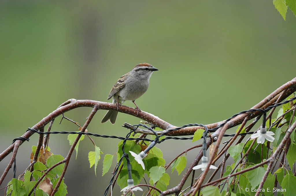 Bird On The Wire