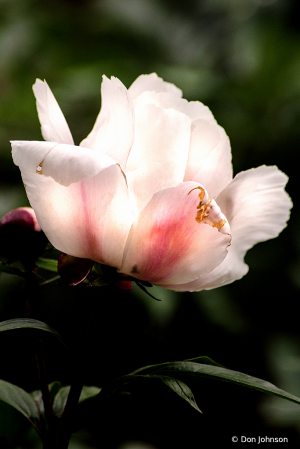 White Peony Profile 5-24-20 072