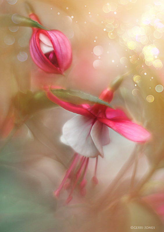 Fuchsia In A Basket 