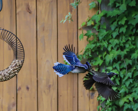 Grackle being chased by a Blue Blue Jay!