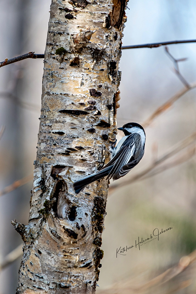 Busy Chickadee!