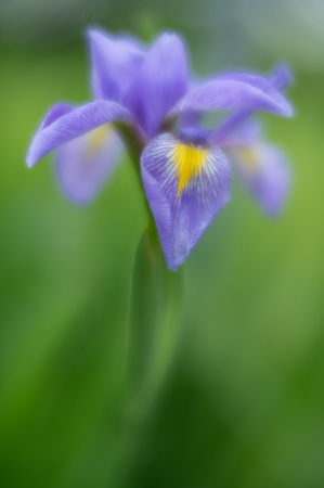 Purple Iris