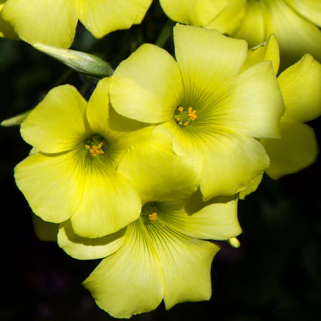 Bermuda Buttercups