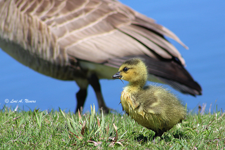 Gosling 4