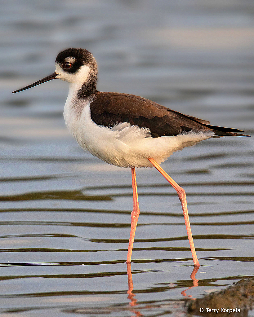 Black-necked Stilt