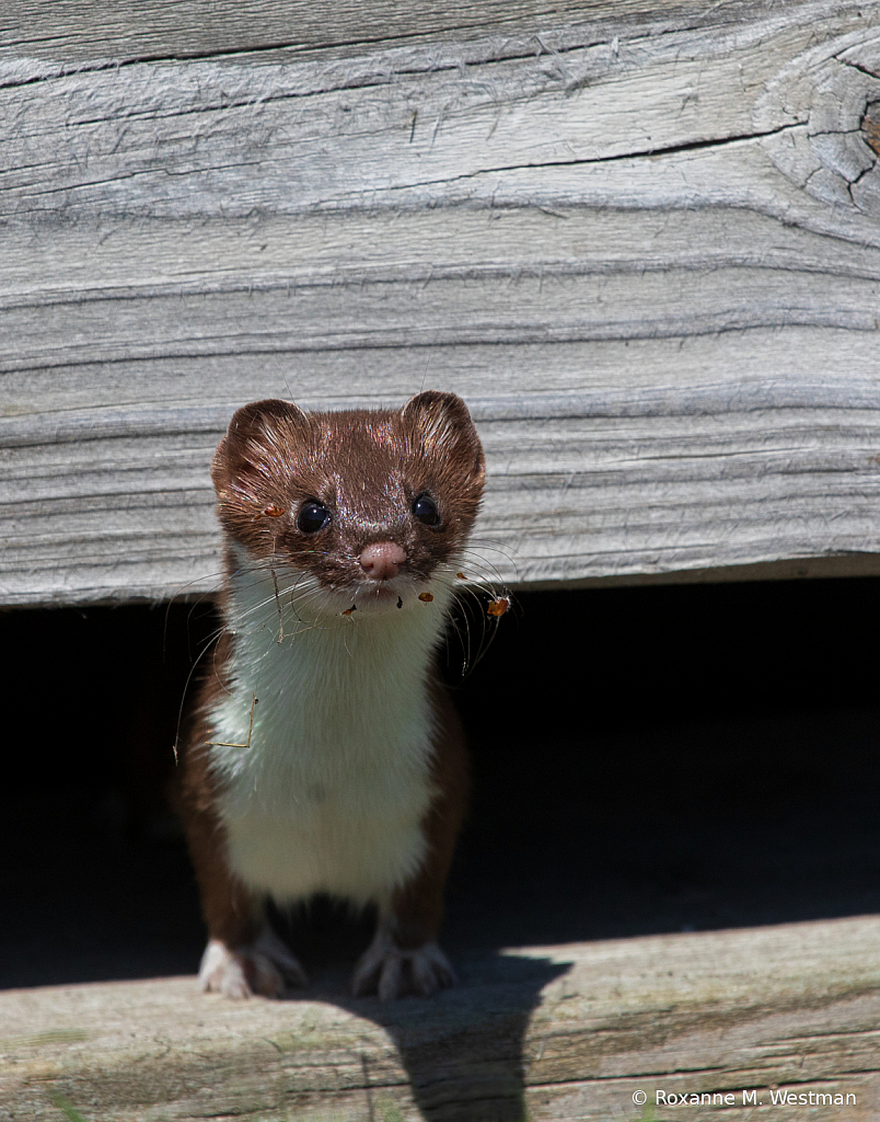 Long Tailed Weasel - ID: 15823012 © Roxanne M. Westman