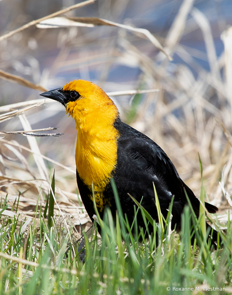 Yellow headed blackbird