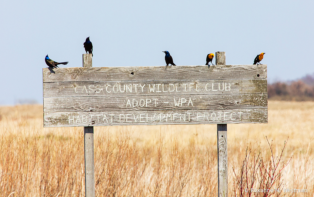 Social gathering black birds