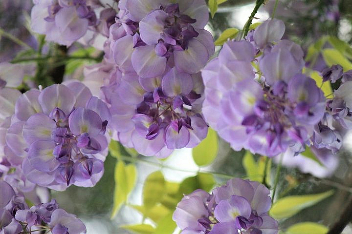 Wisteria bottoms