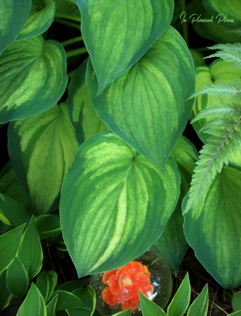 Misted Hosta