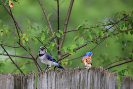  Why do they call you a Blue-bird? 