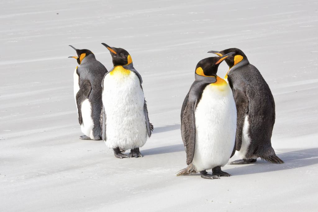 King Penguins, South Georgia