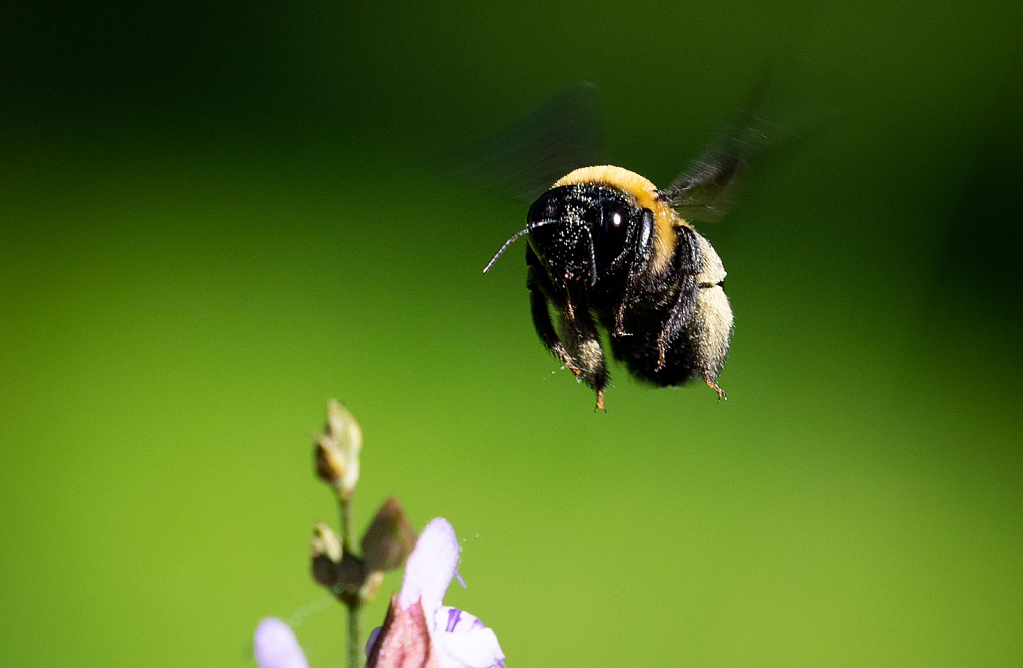 Bee - Horizontal
