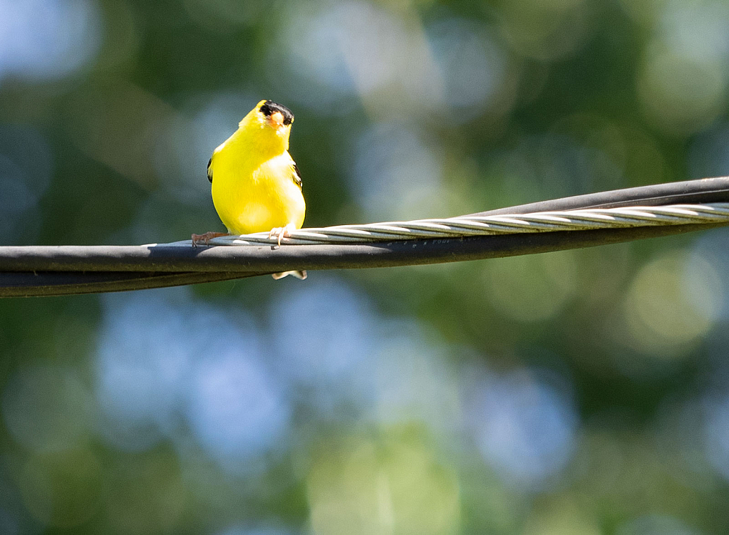 American Goldfinch