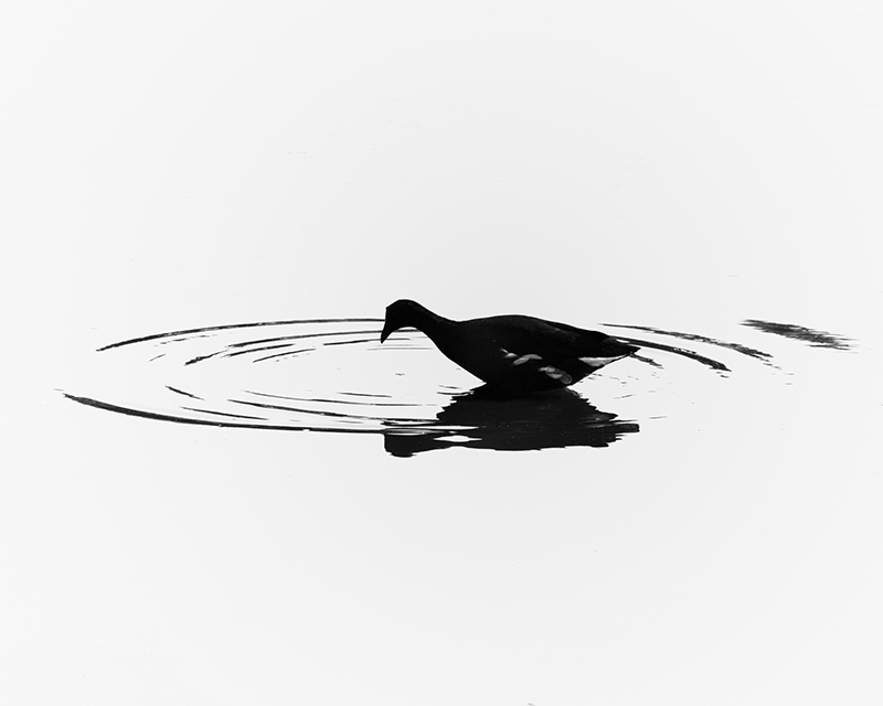 Common Moorhen Silhouette