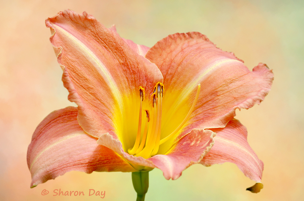 Daylily