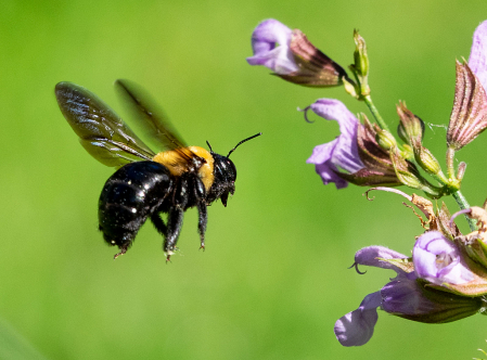 Eastern Carpenter Bee